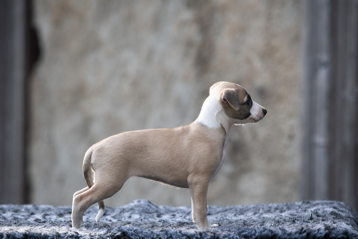 Whippet chiots domaine de la poiriere vienne 86