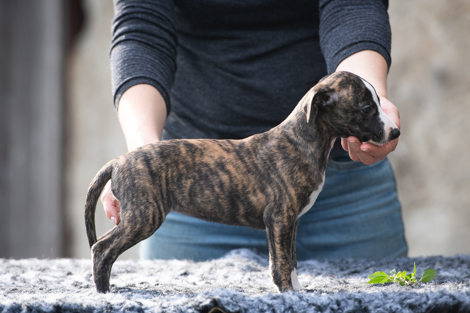 Whippet chiots domaine de la poiriere vienne 86