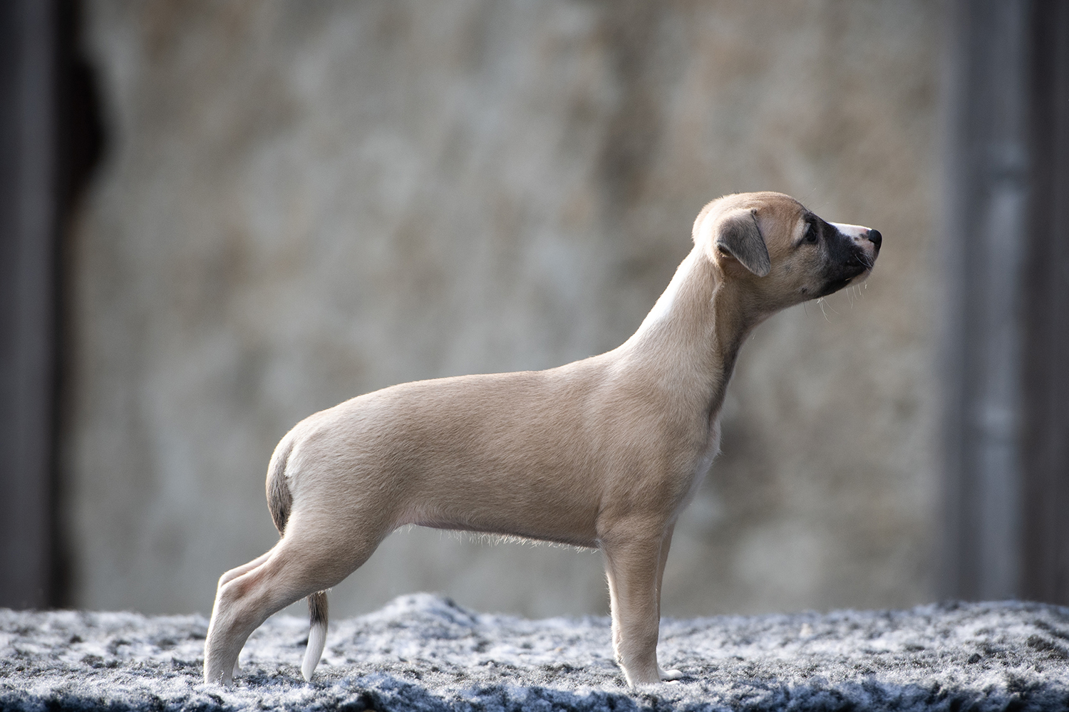 Whippet chiots domaine de la poiriere vienne 86