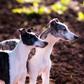 Domaine de la Poiri�re Whippets