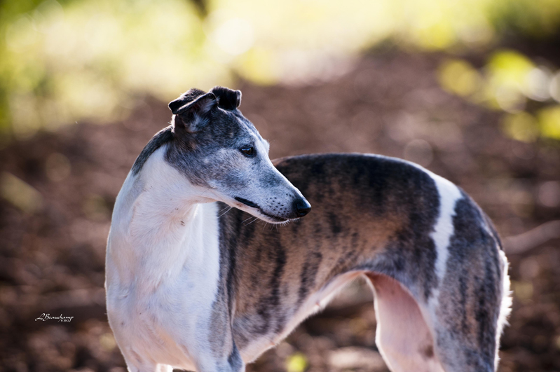 Ashlee du domaine de la Poiri�re