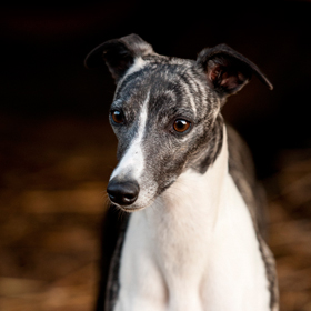 avatar Emma Peel Reign du Domaine de la Poiri�re