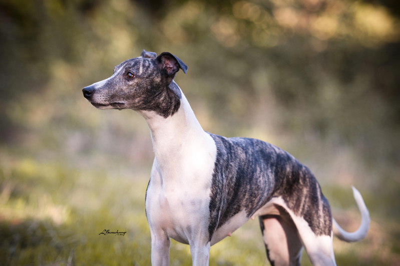 Emma Peel Reign du domaine de la Poiri�re