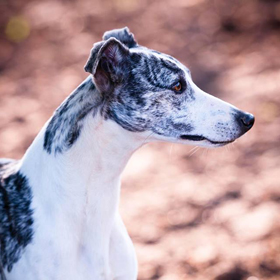 avatar Empress Reign du Domaine de la Poiri�re