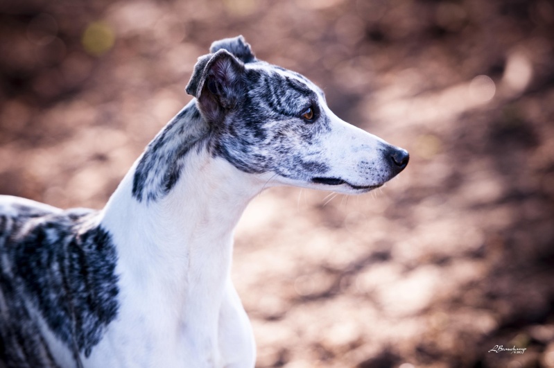 Empress Reign du domaine de la Poiri�re