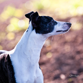 avatar Extreem Fantasy Reign du Domaine de la Poiri�re