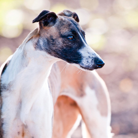 avatar Fawna Wish Upon A Star