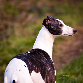 avatar Fedora Reign du Domaine de la Poiri�re