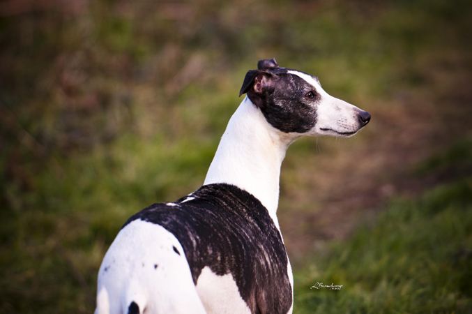 Fedora Reign du domaine de la Poiri�re