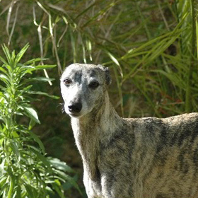 avatar Romane de l'Arc en Ciel � Nageoires