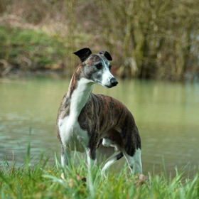 avatar Shagma de l'Echo dans la Nuit