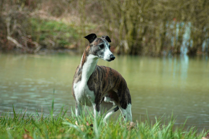 Shagma de l'Echo dans la Nuit