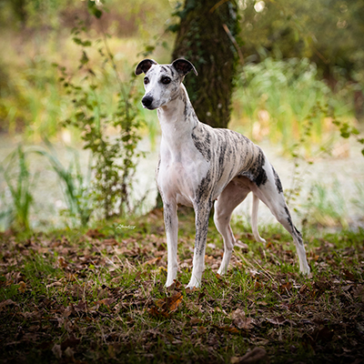 avatar Miss Haute Couture du Domaine de la Poiri�re