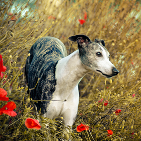 avatar Unamie de l'Echo dans la Nuit