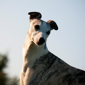 avatar Up To Blue Sky