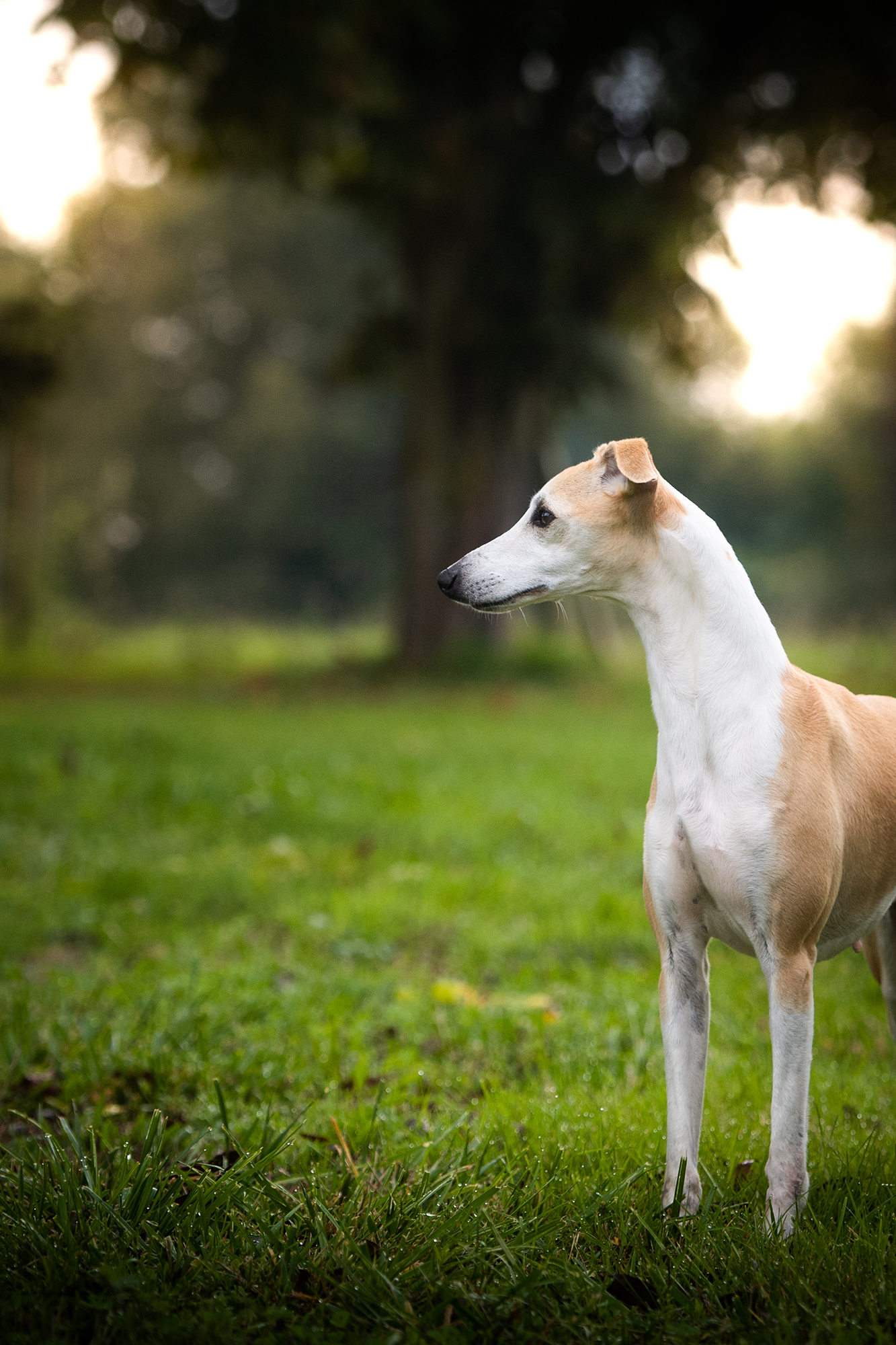 Red Cardinal Endorphine