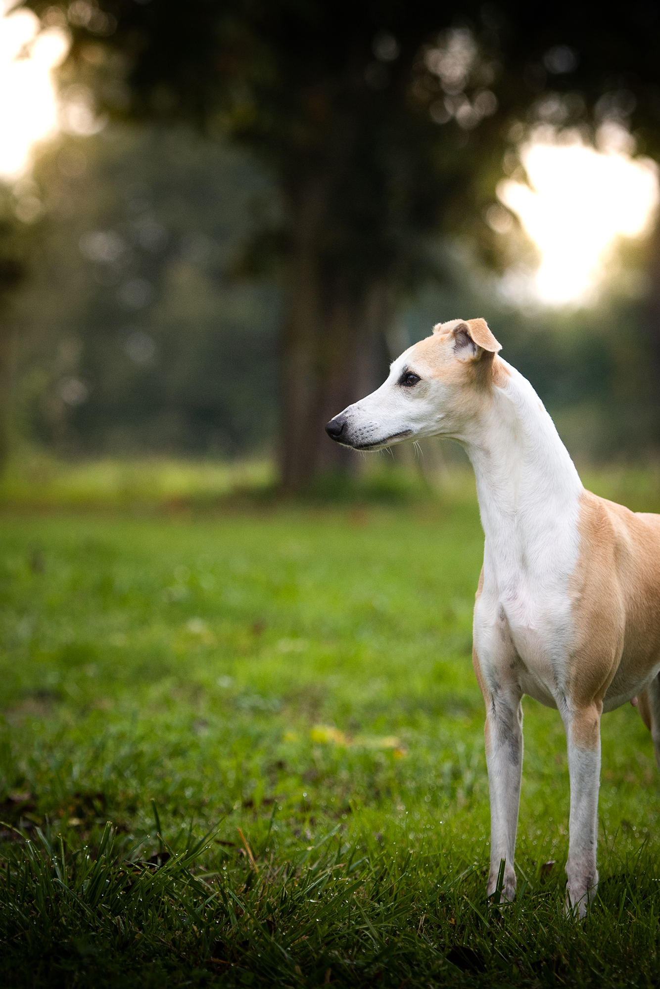 Red Cardinal Endorphine