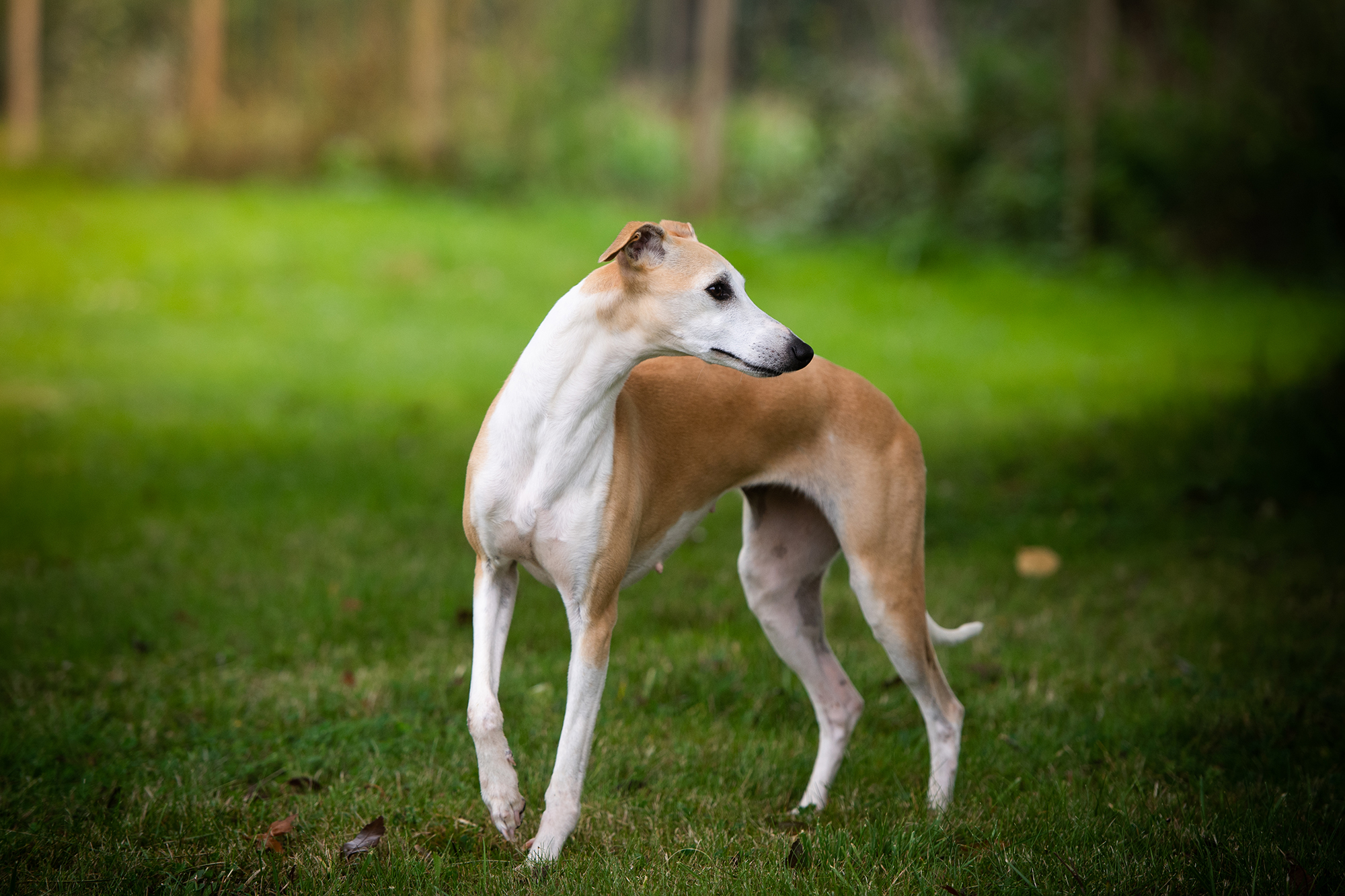 Red Cardinal Endorphine