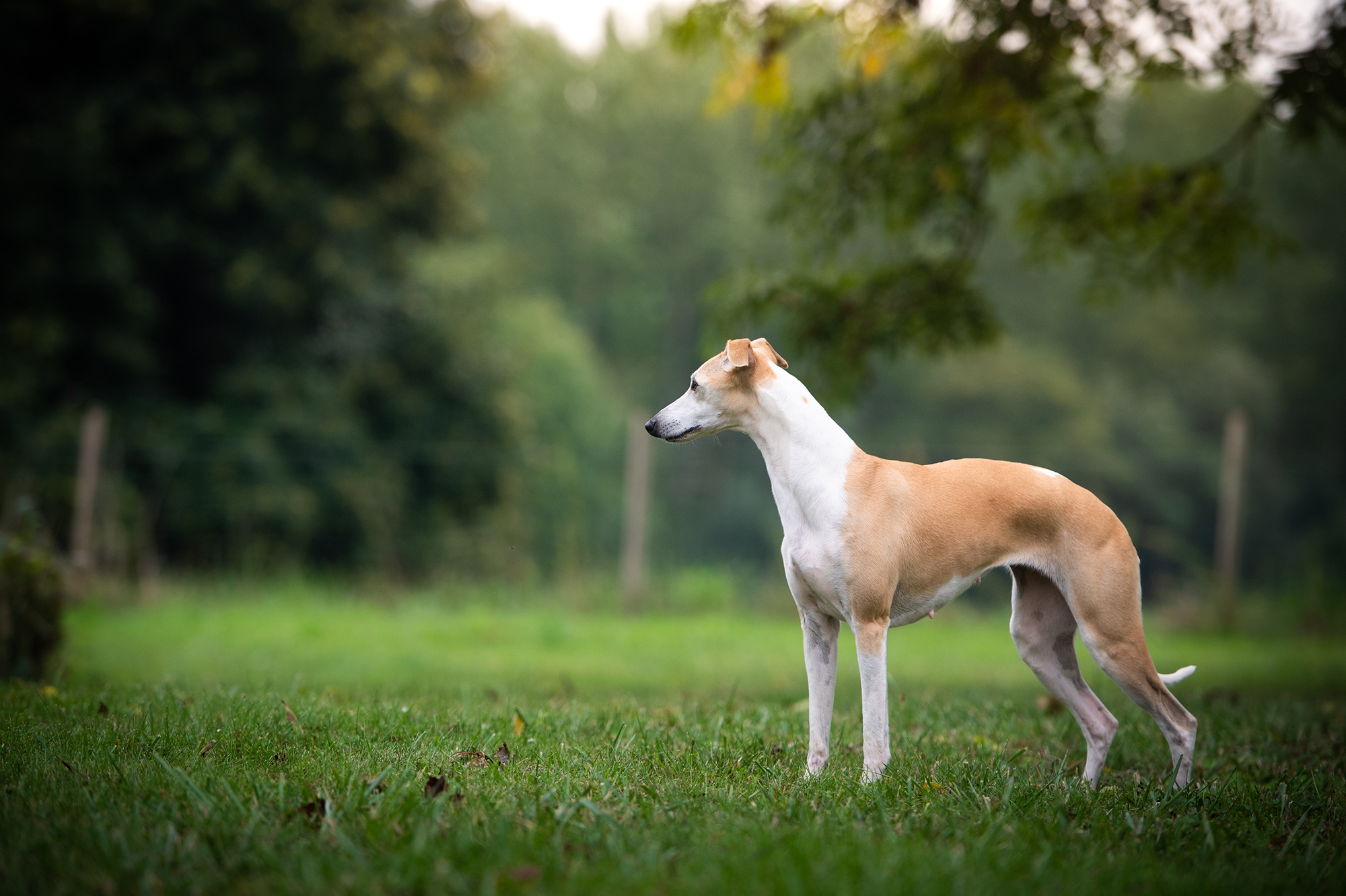Red Cardinal Endorphine