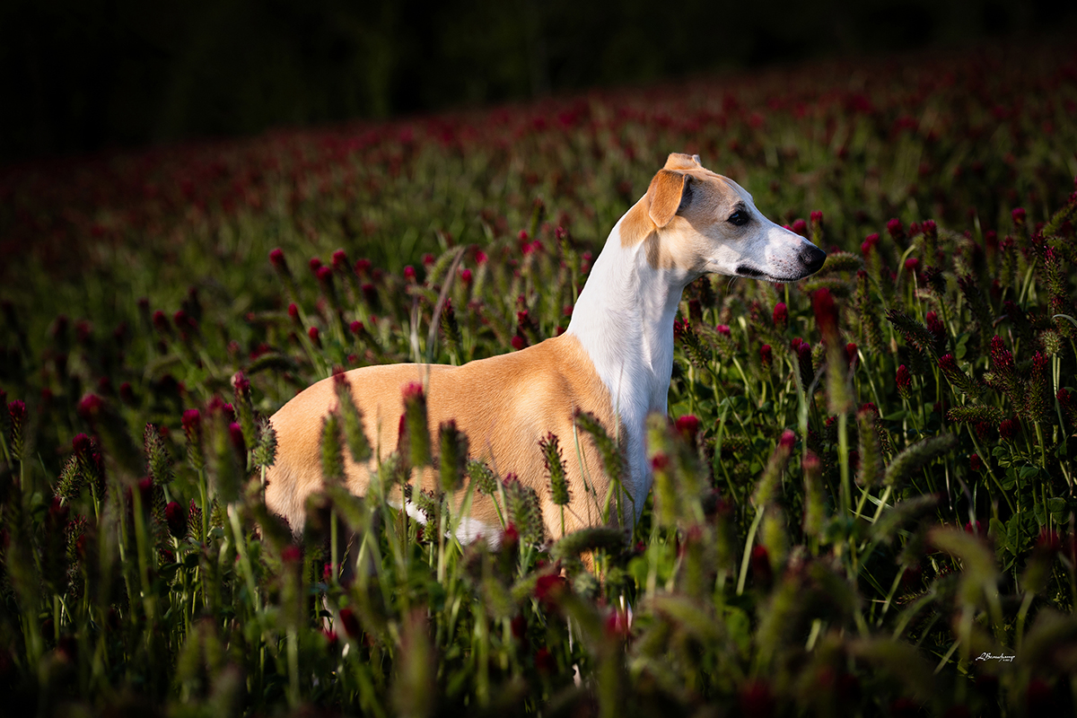 Red Cardinal Endorphine