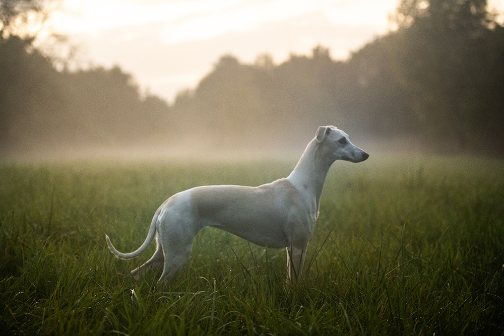 Ulla Heels Sensation