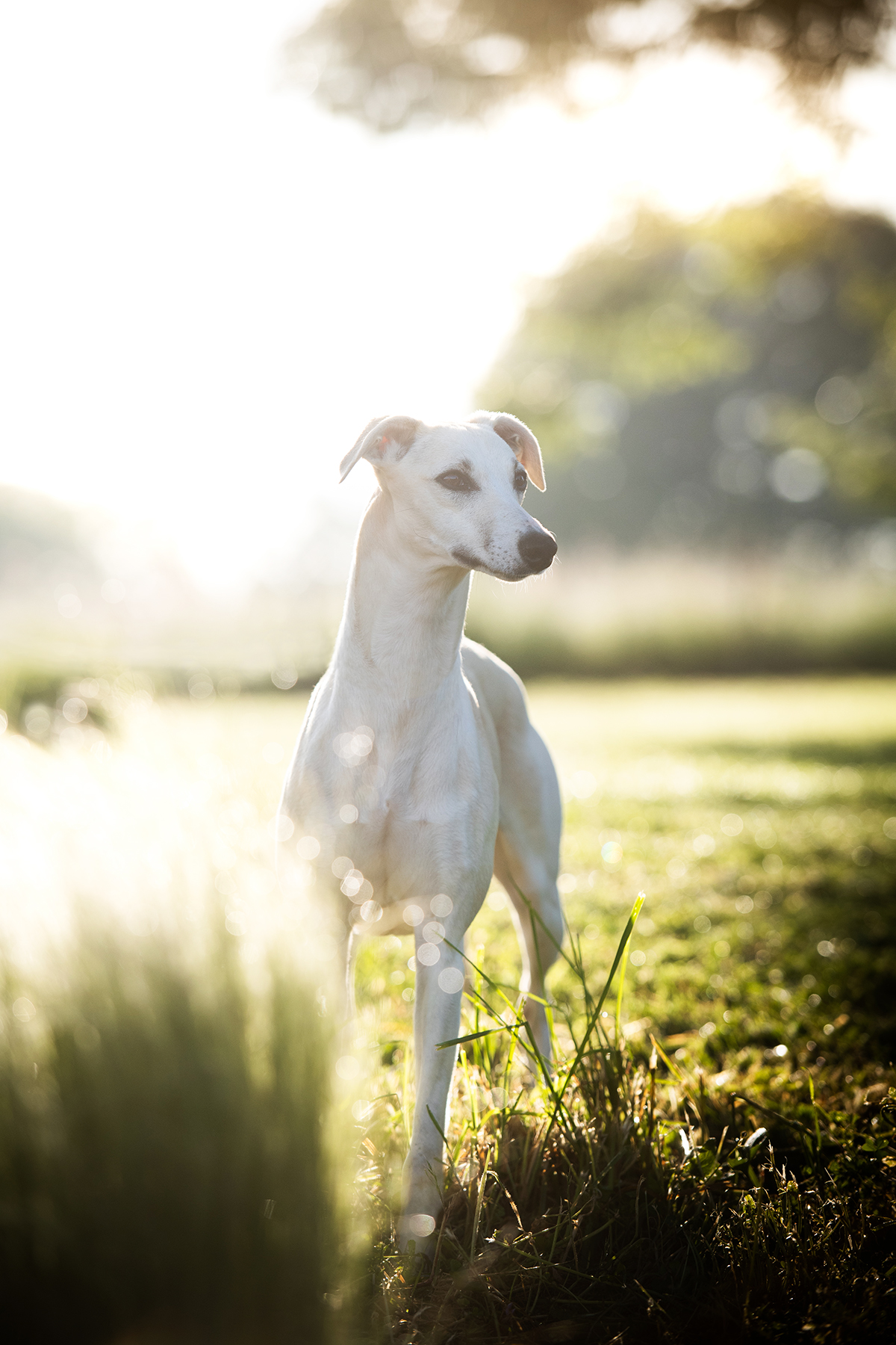 Ulla Heels Sensation