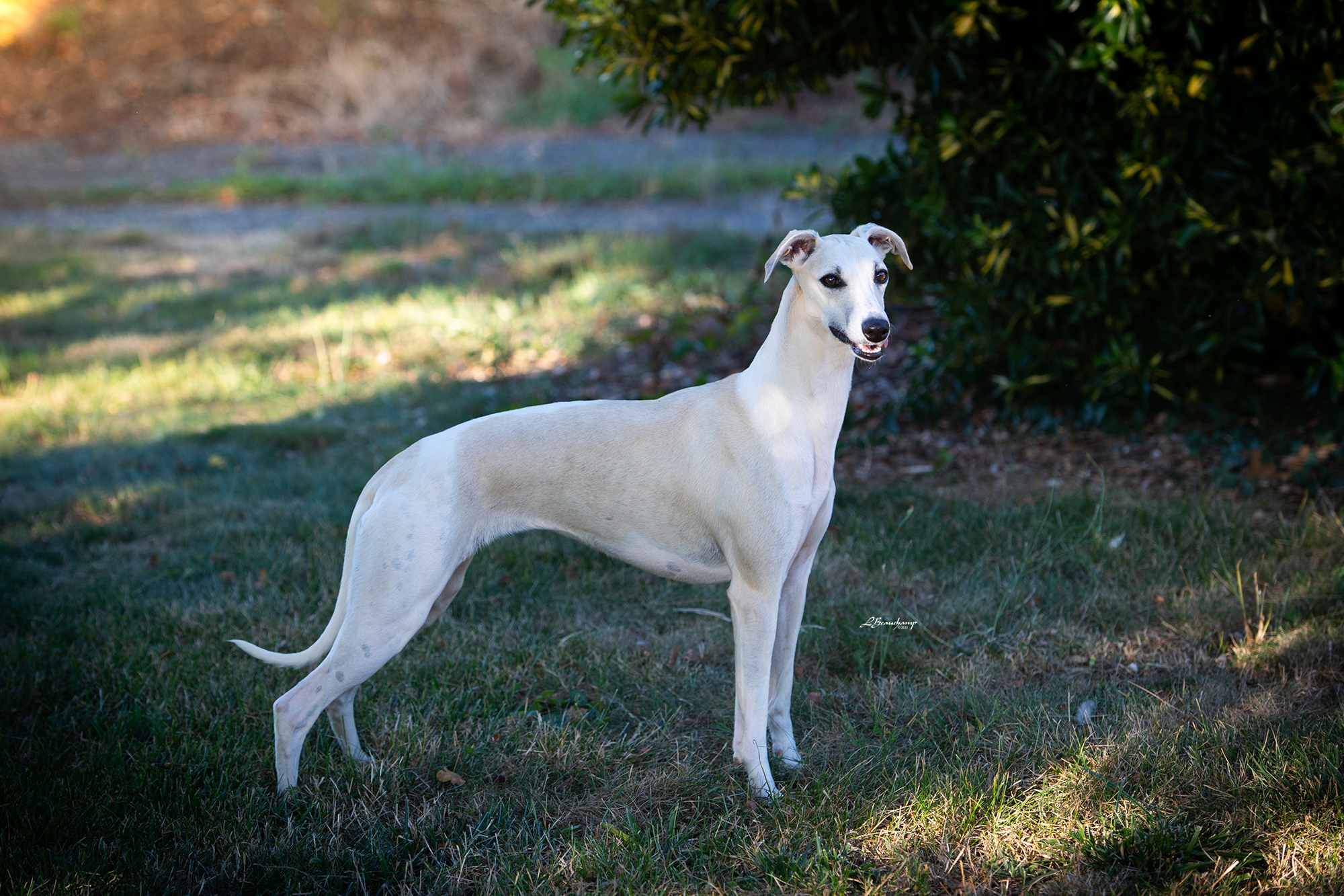 Ulla Heels Sensation