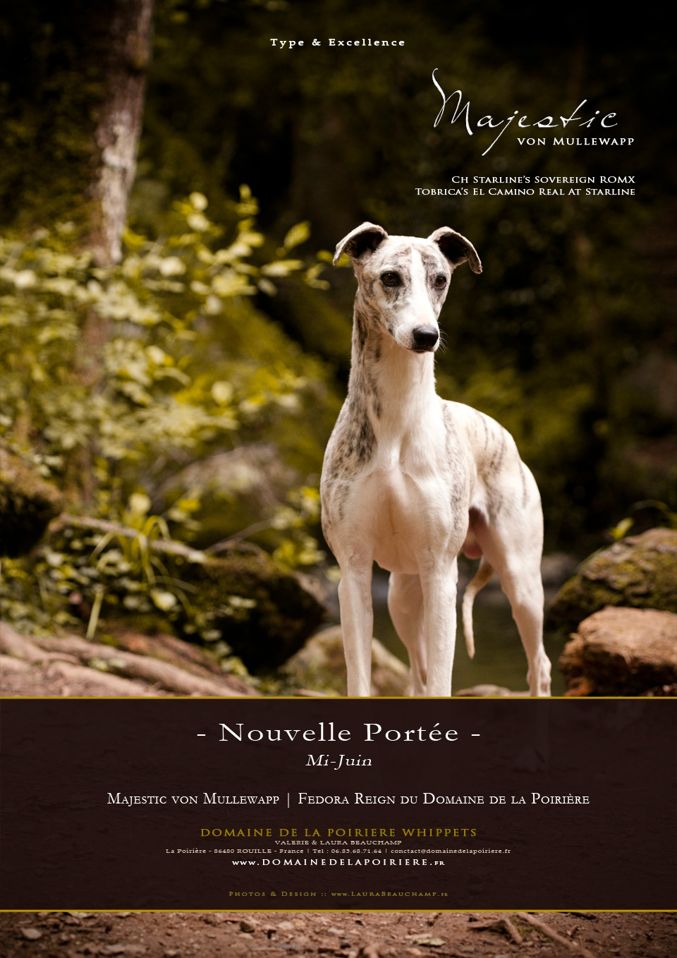 Majestic First Litter