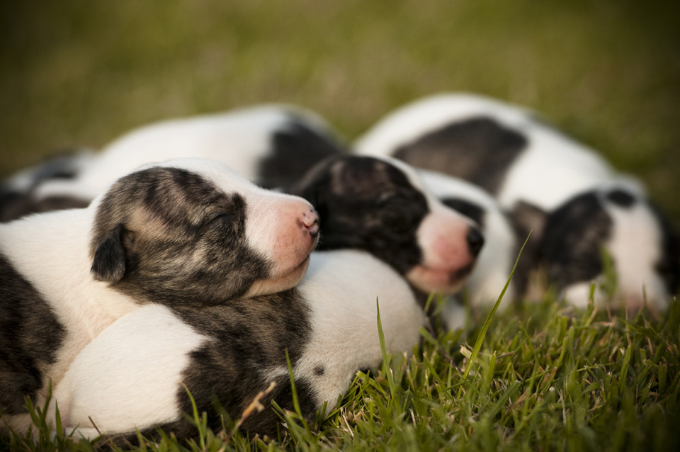 Majestic & Fedora 2015